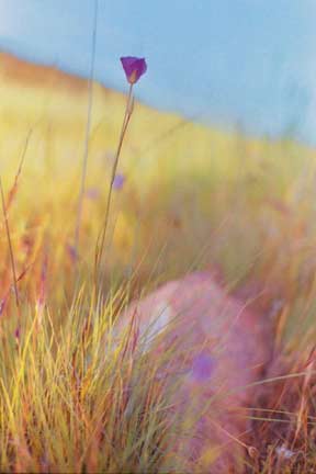 Wildflower Photo by Nina Gould